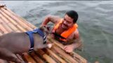 Rettungsschwimmer Hunde
