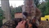 A monkey shows how to caress a cat