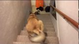 Hond gaat achteruit de trap