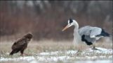 Grey heron fighting Common buzzard over prey