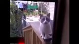 Cat talking to its human 2.0