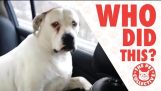 Wer war das?! | Guilty Dogs Video Compilation 2017
