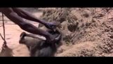 Мъдър африкански трикове бабуин