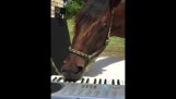 Cavalo que joga o piano
