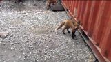 Little foxes under a container