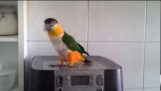 Hoppande papegojan