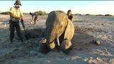 An elephant stuck in a hole is saved by tourists