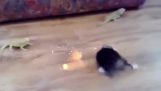cat vs lizard with lasers