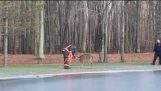 Strażacy zapisać jelenia z zamarzniętego jeziora