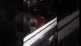 Dog opens a car window