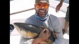 Gulfenad tonfisk går in i vibrera läge för att försöka fly