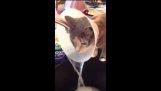 Cat wearing cone finds new way to drink