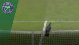 Een duif gevecht onderbreekt Wimbledon