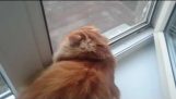 Gatto vide una colomba per la prima volta