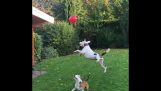 Pitbulls vs balloon