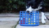 Dog Plays Connect Four