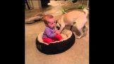 Perro no quiere al bebé en su cama!