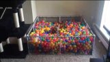 It’s a ruff life: ball pit diving morkie