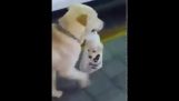 Matka psa nesie dieťa šteňa v plastovom vrecku