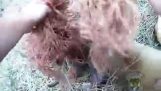 Instandhouding Officer helpt herten verstrikt in het persen van bindgaren