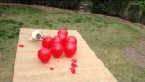 1 dog bursts 18 balloons 5s
