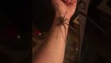Man Holds World’s Most Venomous Spider
