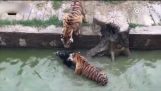Ливе магарац који се напаја на тигрови у зоолошком врту