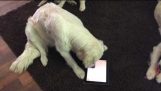 Golden Retriever playing with IPad
