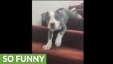 Puppy besluit om de buik naar beneden glijden trap