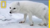 A barát Arctic Fox Greets Explorers | National Geographic