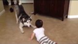 Husky Siberain jugando con bebé