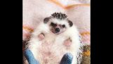 Hedgehog sukat
