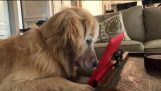 Um cão tem uma obsessão para vídeos esquilo