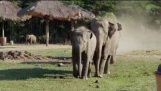 Quando uma manada de elefantes se encontrar com o motorista de trator
