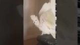 What The Fluff Challenge With A Cockatoo