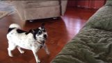الكلب وأخيراً يتعلم كيفية القفز على الأريكة