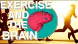 Чому вправи так Underrated (мозок харчування & рух Посилання)
