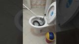 Snake i toilet