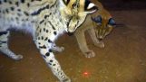 Which African BIG & Small Cats Play With Laser Light Toys? | Cheetah Leopard Lion Caracal Serval
