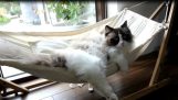 一只猫和吊床