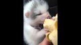 duch, My pet fox – Sunglow fox kit jesť banán