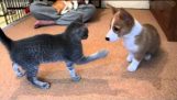 Corgi एक बिल्ली के साथ लड़