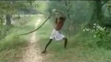 Man Grapples With Snake After It Kills His Son