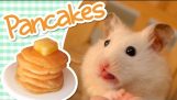 Hamster pancake recipe