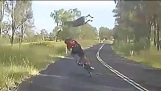 Kangaroo vs cyklist