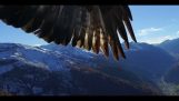 Phantom 3 obține răpit de vultur