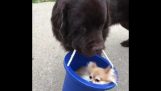Собака отримує його друг для їзди