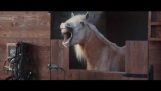 Volkswagen – hästar skrattar [Kommersiella] Rolig video – 2016