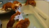 Spotkanie czerwony koty
