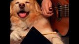 Куче свири перкусии